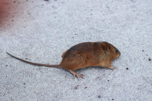 Goytaca Rice Rat (Cerradomys goytaca) — Data Deficient Mammalia