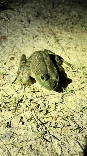 iNaturalist observation photo of American Bullfrog