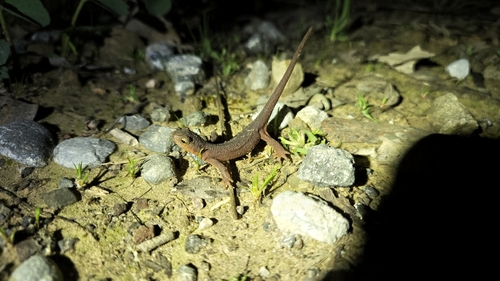 iNaturalist observation photo of California Newt