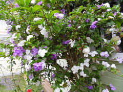 Brunfelsia uniflora