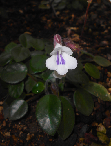 Chirita tamiana