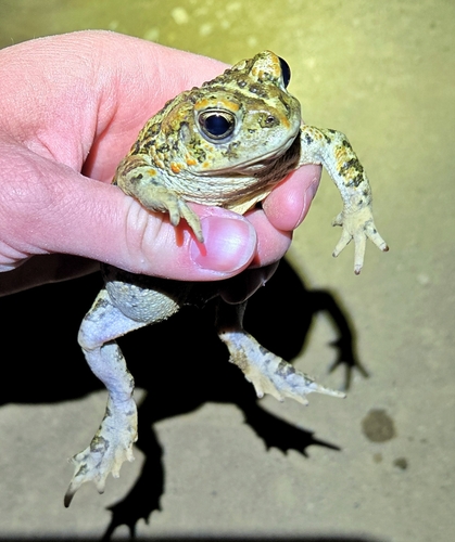 iNaturalist observation photo of Western Toad