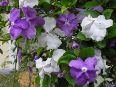 Brunfelsia uniflora