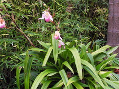 Phragmipedium