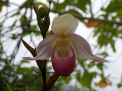 Phragmipedium