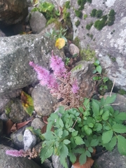 Astilbe