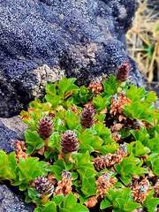 Salix tschuktschorum