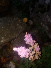 Astilbe