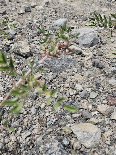 Indigofera suffruticosa observed 2025-04-01