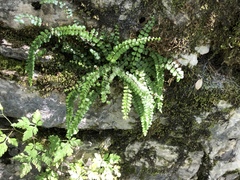 Asplenium trichomanes
