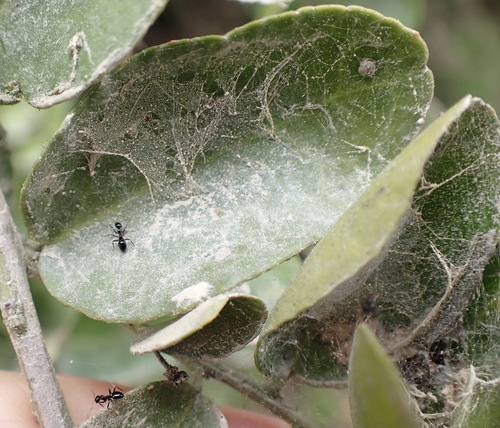 Image of Mystroxylon aethiopicum by (c) Nicola van Berkel, some rights reserved (CC BY-SA)