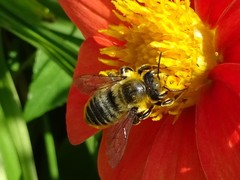 Megachile