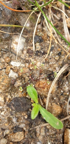 Allseed (Radiola linoides)