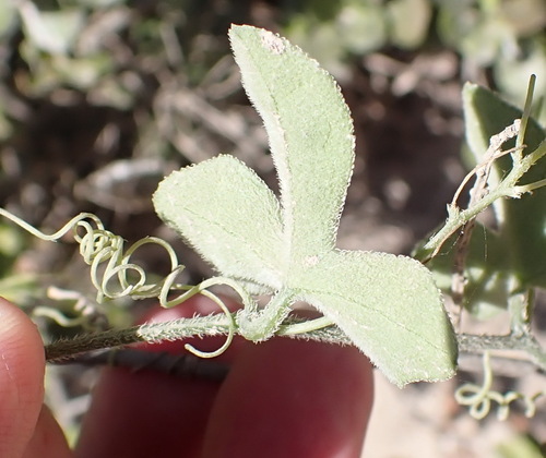 Image of Kedrostis nana by (c) Nicola van Berkel, some rights reserved (CC BY-SA)
