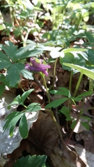 Corydalis intermedia