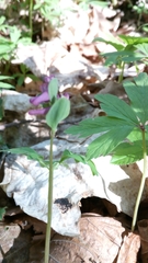Corydalis intermedia