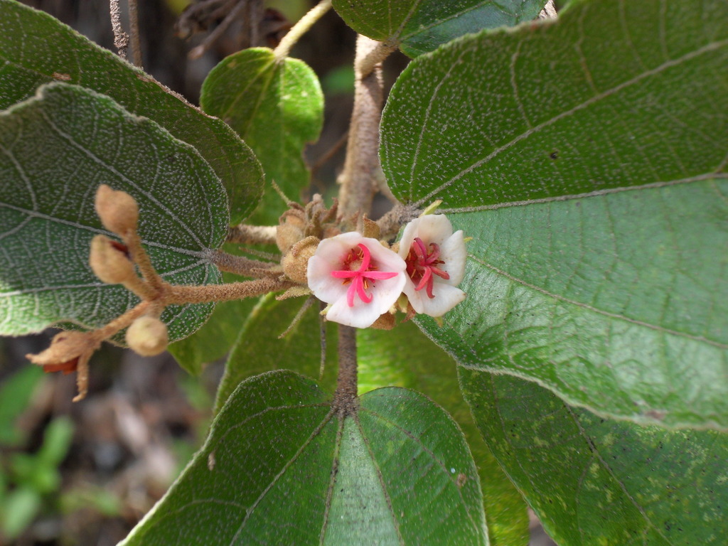 Dombeya ficulnea