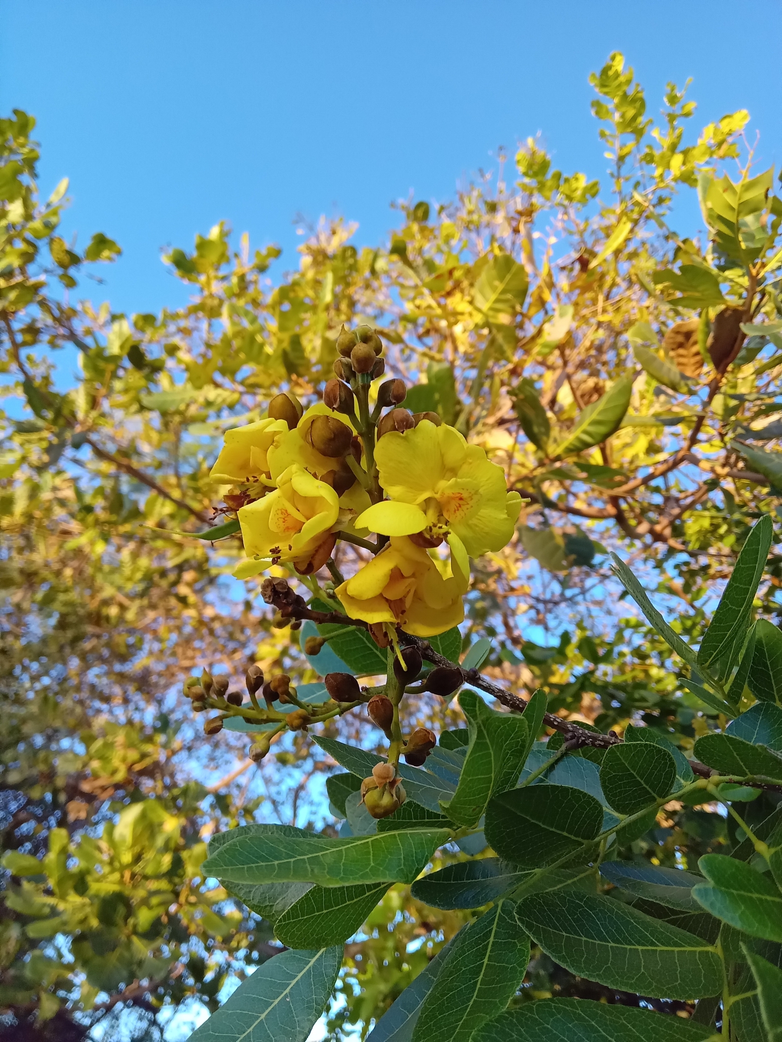 Cenostigma bracteosum