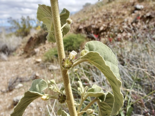 Image of Newberry's velvet-mallow by (c) Sue Carnahan, some rights reserved (CC BY)
