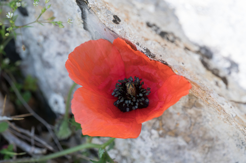 Black-spotted Prickly Poppy (Roemeria nigrotincta)