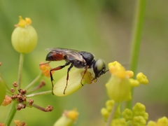 Dryudella tricolor