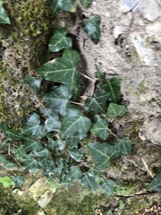 Hedera helix