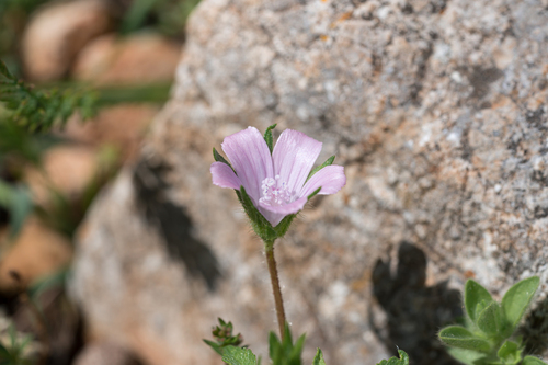 Cretan hollyhock (Malva cretica)