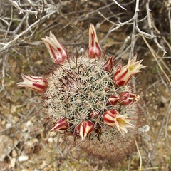 Cochemiea dioica
