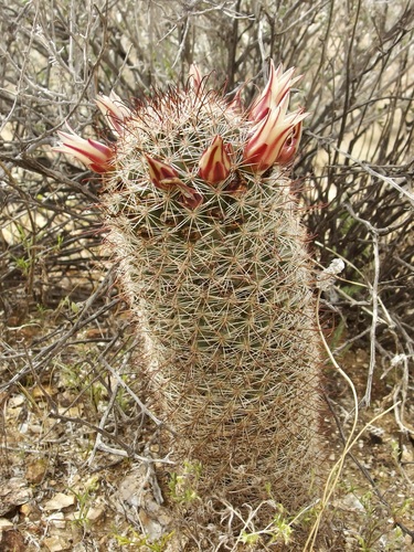Cochemiea dioica, photograph 1
