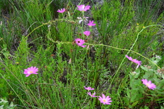 Sabatia decandra