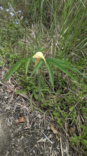 Image of Arisaema heterophyllum by (c) Cheng-Te Hsu, some rights reserved (CC BY)