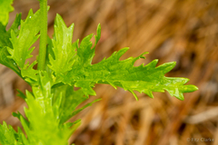 Conoclinium dissectum