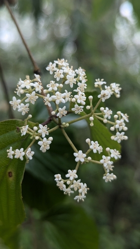 Image of Viburnum luzonicum by (c) Cheng-Te Hsu, some rights reserved (CC BY)