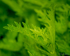 Conoclinium dissectum