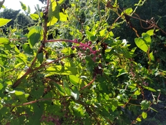 Phytolacca americana