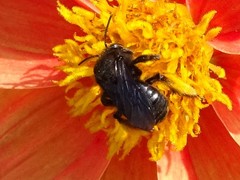 Melissodes bimaculatus