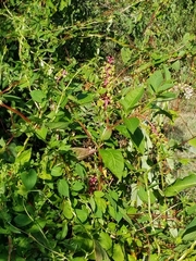 Phytolacca americana