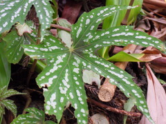 Begonia diadema image