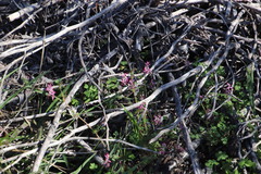 Fumaria muralis muralis