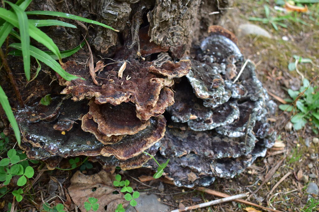 Hymenochaete microcycla · April 2025 · photo: © amoxiconclav (iNaturalist, cc-by)