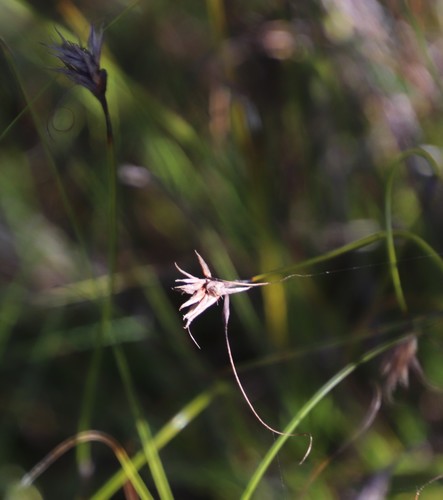 Image of Tetraria crinifolia by (c) Tony Rebelo, some rights reserved (CC BY-SA)