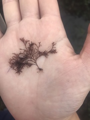 Microcladia borealis