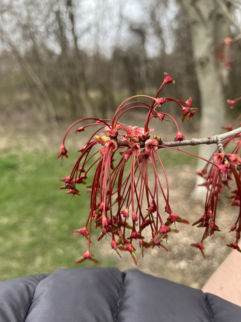 red maple in April 2025 by wetlandfan · iNaturalist