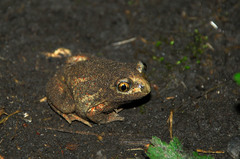 Pelobates vespertinus