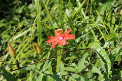 Coccinea