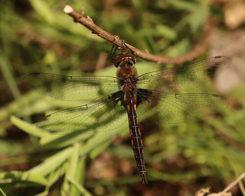 Common Baskettail photo 4