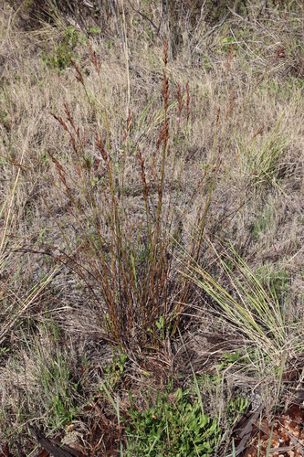 Restio bifurcus (Restio bifurcus)