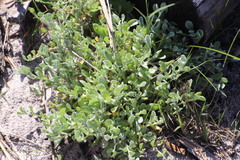 Helichrysum indicum