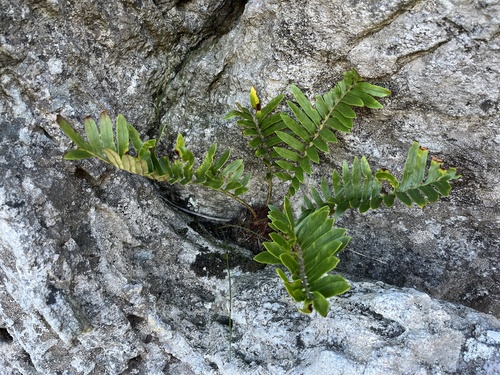 Image of Lomariocycas tabularis by (c) Ren Hoekstra, some rights reserved (CC BY)