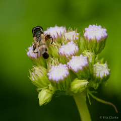 Conoclinium dissectum
